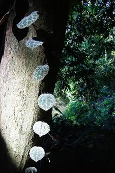 Photo, leaf, plant, kazura, 