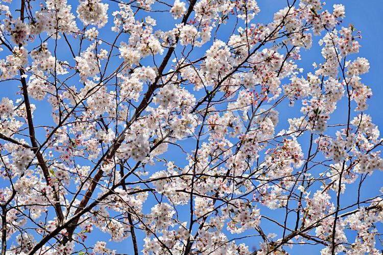 満開の桜と青空 桜,さくら,桜の花の写真素材