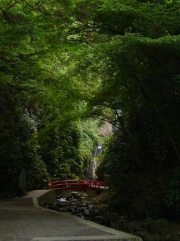 緑の中の渓流と橋の写真