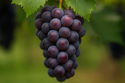 ブドウ ブドウの写真
