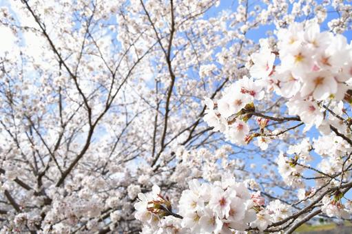 桜の木 桜の木の写真