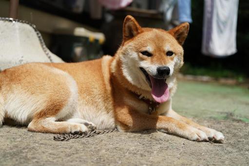 柴犬 伏せ 舌だし 2025年8月 柴犬 伏せ 舌だし 2025年8月の写真