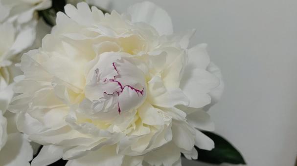 Photo, peony root, peony, flower, 