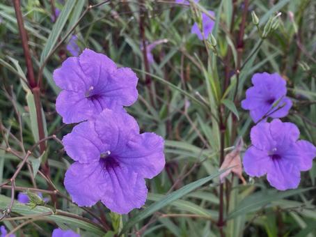ヤナギバルイラソウ　ムラサキイセハナビの写真