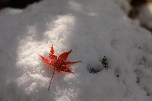 冬　雪　もみじ 雪,もみじ,12月の写真素材