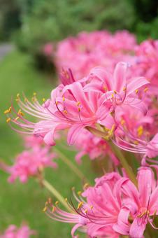 夏水仙 夏水仙,スイセン,8月の写真素材