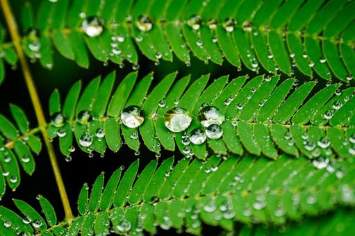 Photo, water droplets, drop, jade, 