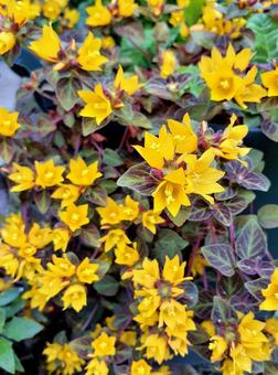 Yellow flower * Lysimachia Midnight Sun, JPG Yellow flower * Lysimachia Midnight Sun, JPG