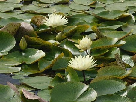 蓮の花 蓮の花 花,自然,池の写真素材
