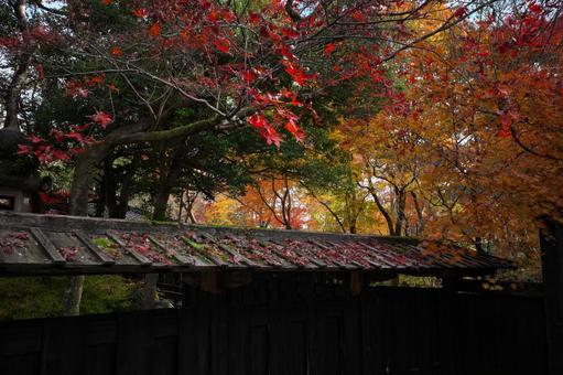 屋根に積もる紅葉 屋根に積もる紅葉 紅葉,秋,屋根の写真素材