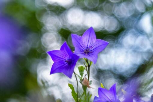 桔梗 桔梗 自然,花,植物の写真素材