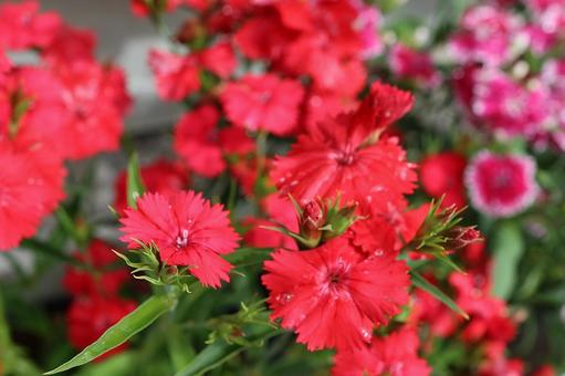 ナデシコ ナデシコの写真