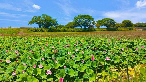 蓮池4 蓮池4 蓮池,蓮の花,紫の花の写真素材