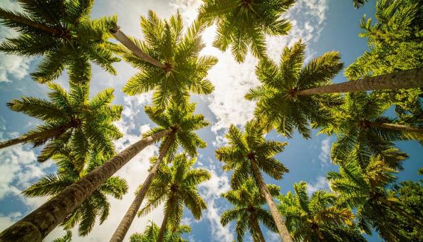 ヤシの木を見上げる　青空背景の写真