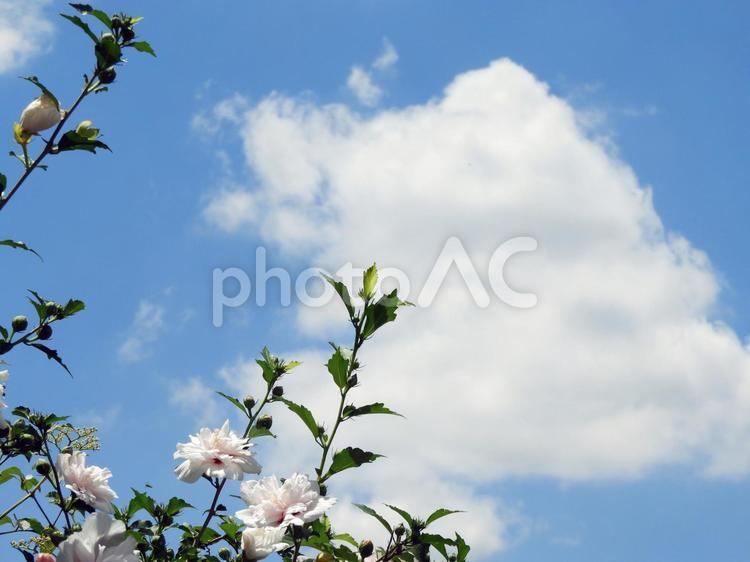夏の風景 夏雲の誕生,青空と白雲,夏空の写真素材