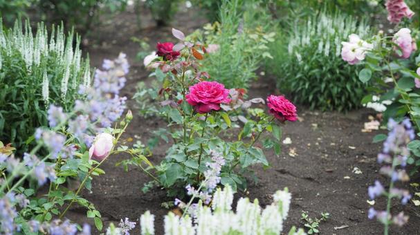 薔薇を植える 薔薇を植える ピンク色,薔薇,バラの写真素材