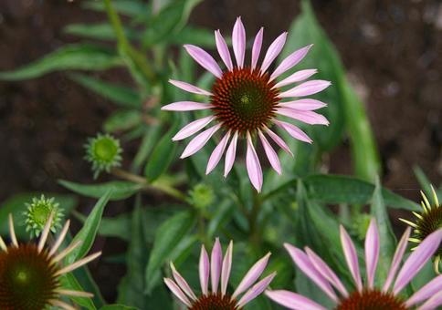 ムラサキバレンギクの写真