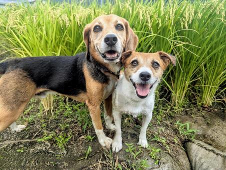 稲っていい匂いだね♬ 稲っていい匂いだね♬ 犬,ビーグル,ジャックラッセルテリアの写真素材