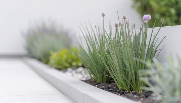 Chives and rosemary in the flowerbed, flower bed, chives, rosemary, JPG