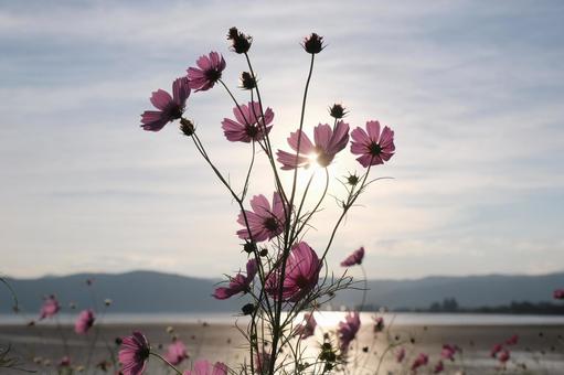 コスモス コスモス,秋桜,秋の写真素材