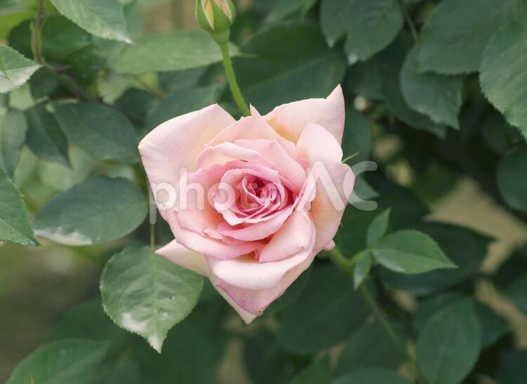 薔薇　ハート　春　秋 薔薇,バラ,花の写真素材