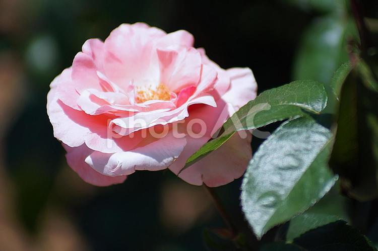 荒牧バラ園72　クイーン・エリザベス 兵庫県,荒牧バラ園,初夏の写真素材