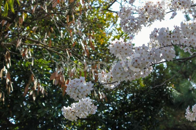 春　散歩道の満開の桜 桜,花,春の写真素材