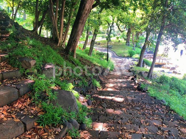 芝公園の階段 芝公園,階段,自然の写真素材