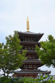 6月中旬の法然寺の五重塔とアジサイの花 6月中旬の法然寺の五重塔とアジサイの花の写真