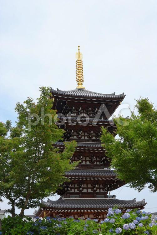 ６月中旬の法然寺の五重塔とアジサイの花 五重塔,伽藍,アジサイの写真素材