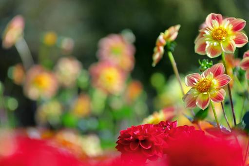 赤い絨毯にダリヤ咲いてるよう 赤い絨毯にダリヤ咲いてるよう ダリア,花,秋の写真素材