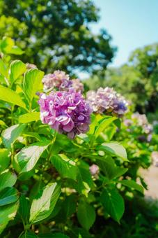 [Wakayama] Hydrangeas at Wakayama Castle 2025, JPG