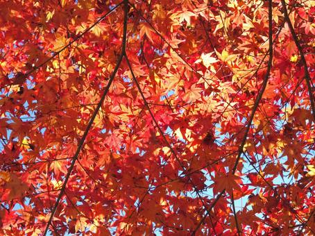 紅葉風景 紅葉,秋の青空,葉の写真素材