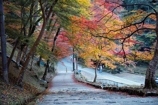 高雄 神護寺への参道 京都,高雄,自然の写真素材