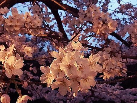 夕暮れの桜(横向き) 夕暮れの桜(横向き)の写真
