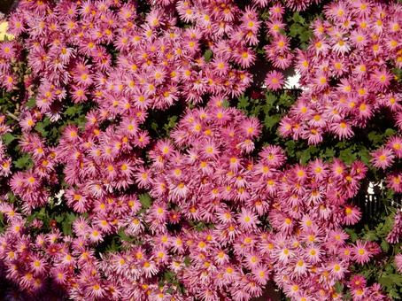 【風景写真】福山菊花展覧会の風景 キク,菊,菊花展の写真素材