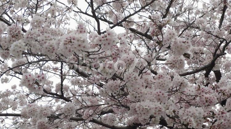 桜ソメイヨシノ10 春,4月,桜の写真素材