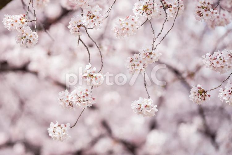 木漏れ日のボケを背景に咲く桜の花 桜,さくら,サクラの写真素材