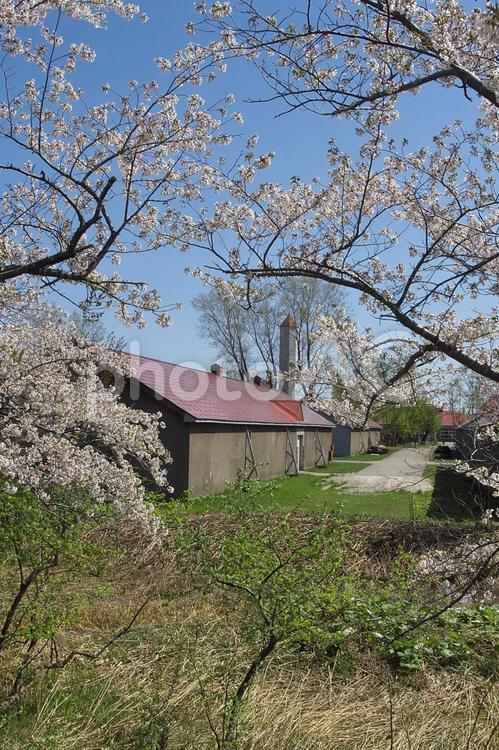 余市川桜並木満開 桜並木,さくら,ソメイヨシノの写真素材