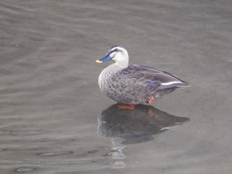 【鳥の写真】カルガモ(軽鴨) 【鳥の写真】カルガモ(軽鴨)の写真
