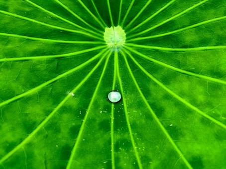 Water droplets on lotus leaf, JPG Water droplets on lotus leaf, JPG