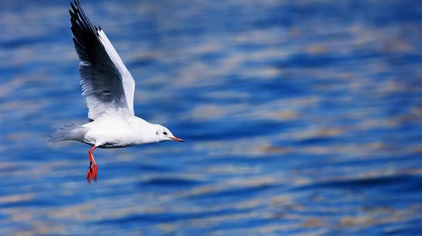 Photo, seagull, bird, wild bird, 