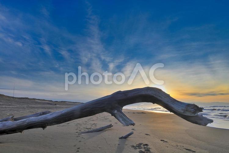 夕暮れの海の流木 冬,winter,夕焼けの写真素材