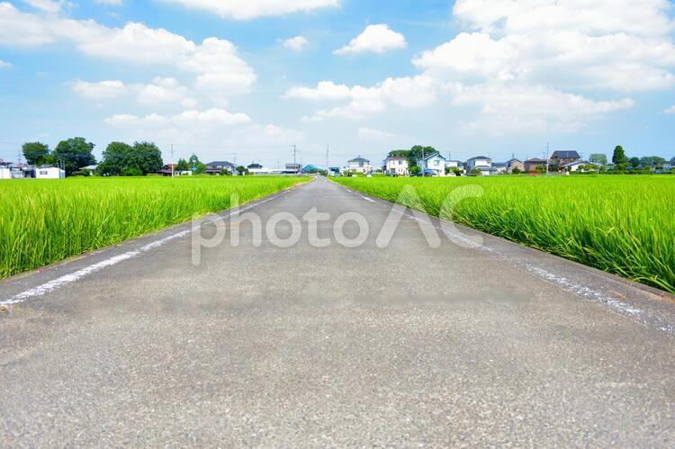 まっすぐ続く田舎の道 まっすぐ続く田舎の道,どこまでも続く道,まっすぐの写真素材
