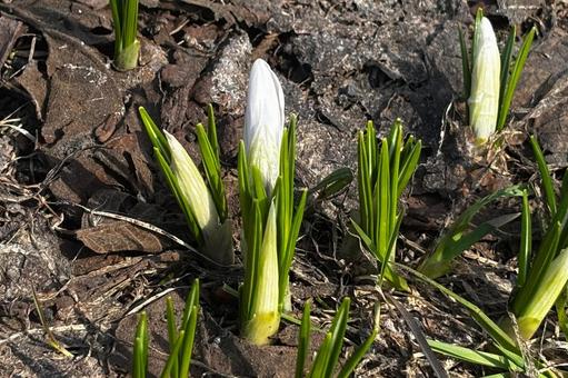 Crocus cluster and buds 2, JPG Crocus cluster and buds 2, JPG