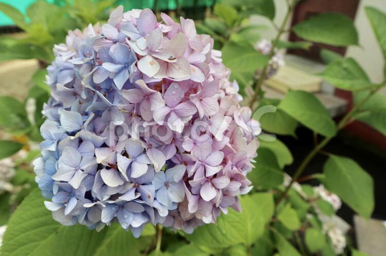 2色の紫陽花 あじさい,紫陽花,自然の写真素材