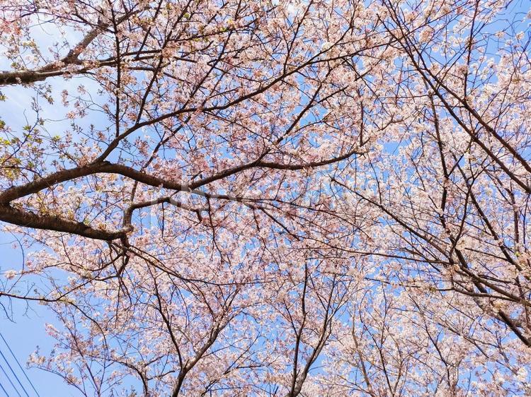 桜の木と空 桜,葉桜,桜の木の写真素材