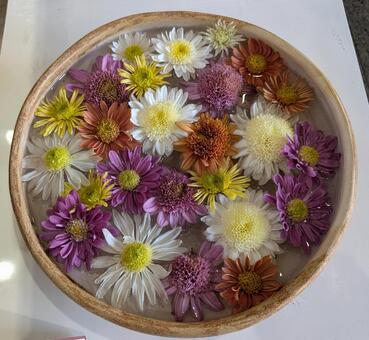 菊 菊,古典菊,園芸植物の写真素材