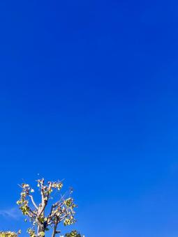 秋の空と木 空,木,晴れの写真素材