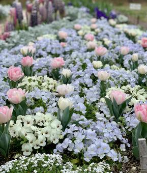 春の花壇 春の花壇 花,ビオラ,花壇の写真素材